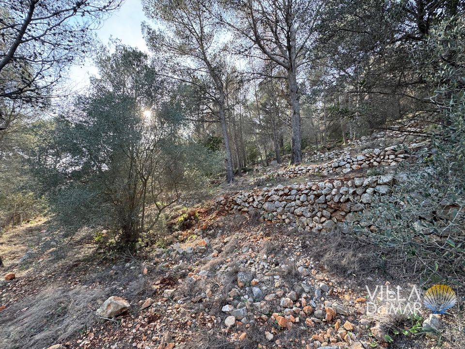 Helårsgrund i Jalon, Alicante - foto 4